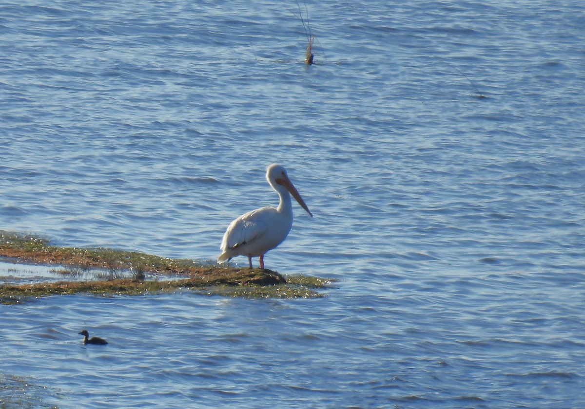 American White Pelican - ML610802605