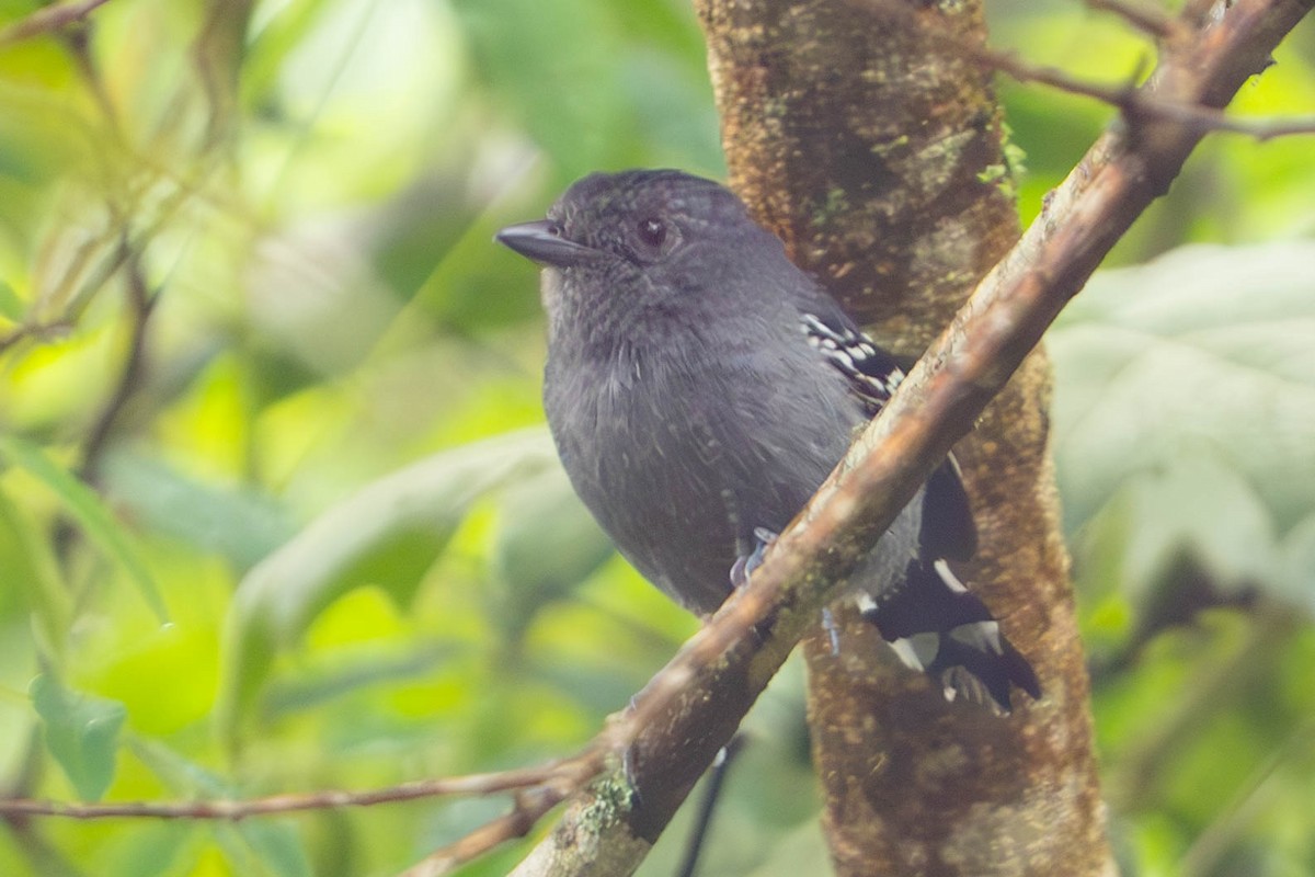 Variable Antshrike - ML610802620