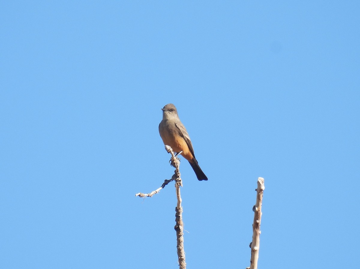 Say's Phoebe - ML610802624