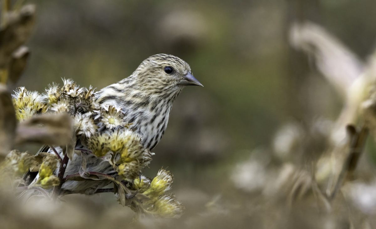 Pine Siskin - ML610802666
