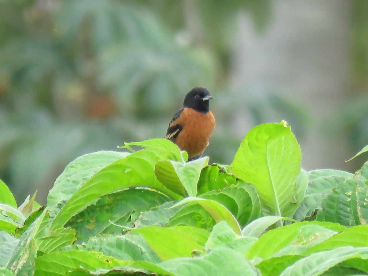 Orchard Oriole - ML610802809