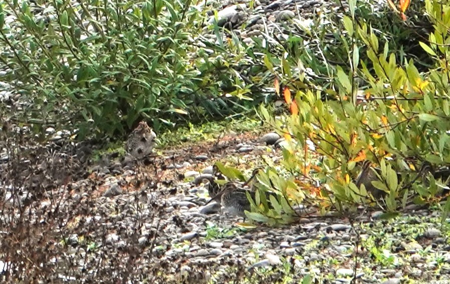 Wilson's Snipe - ML610802810