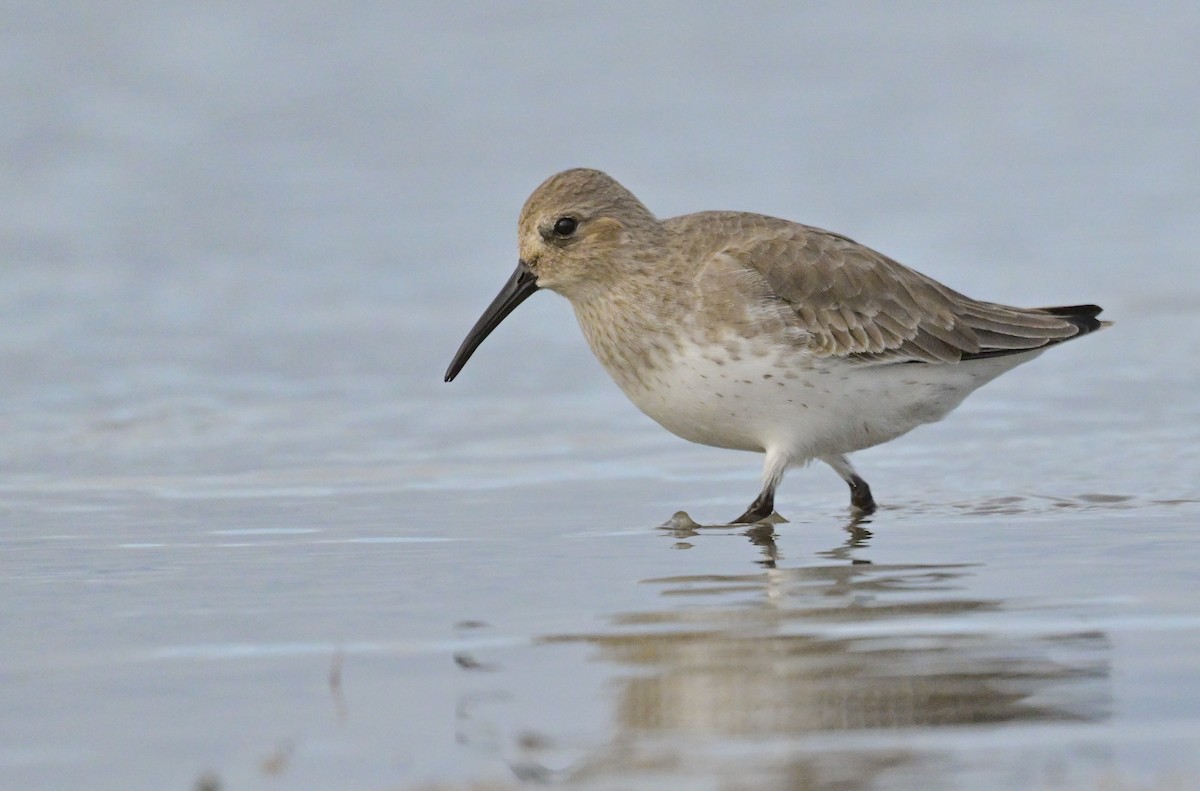 Alpenstrandläufer - ML610802836