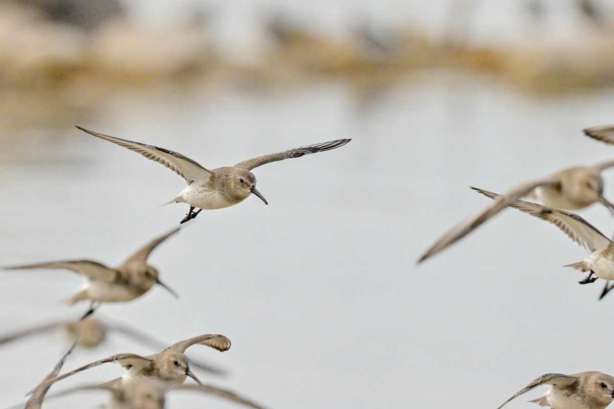 Dunlin - ML610802838