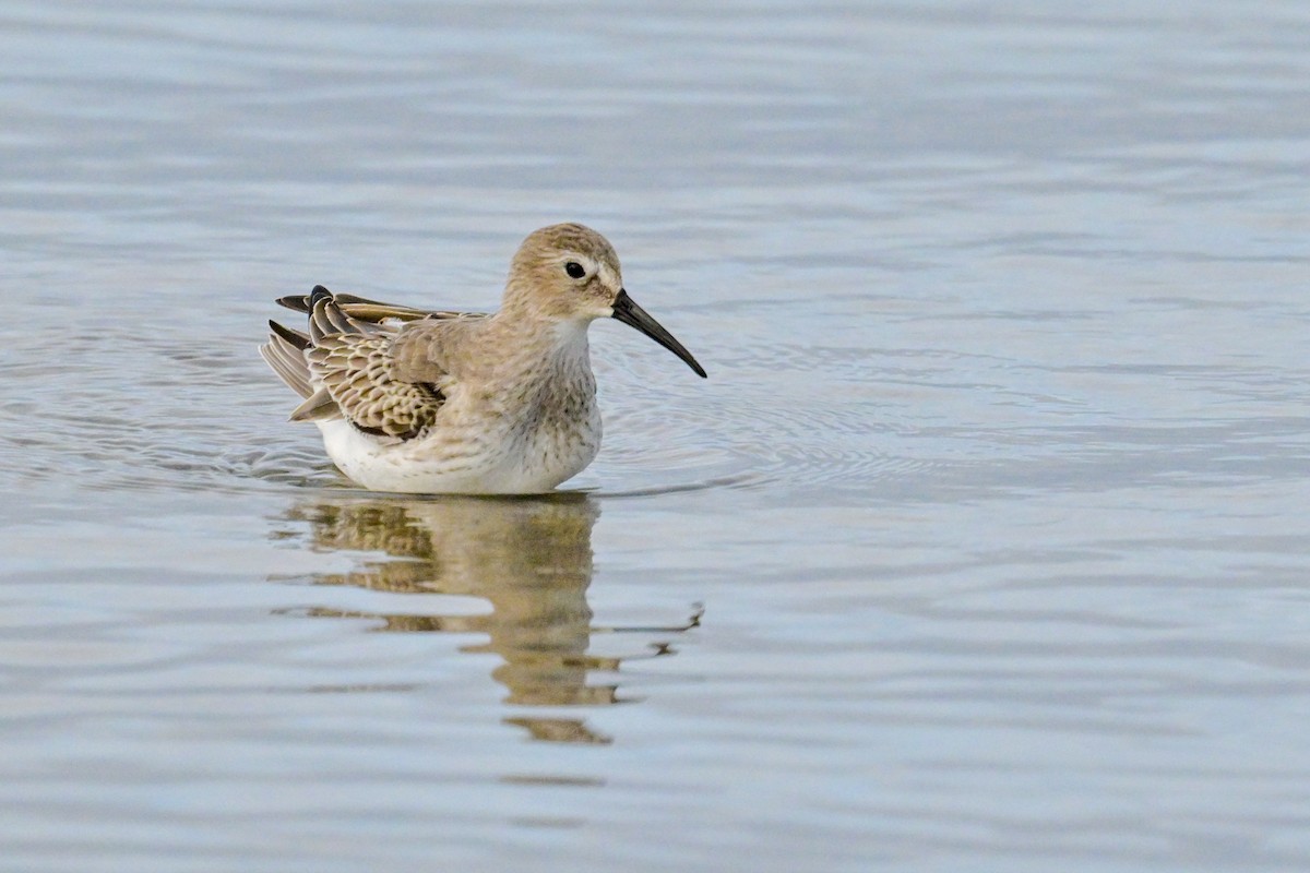 Dunlin - ML610802839