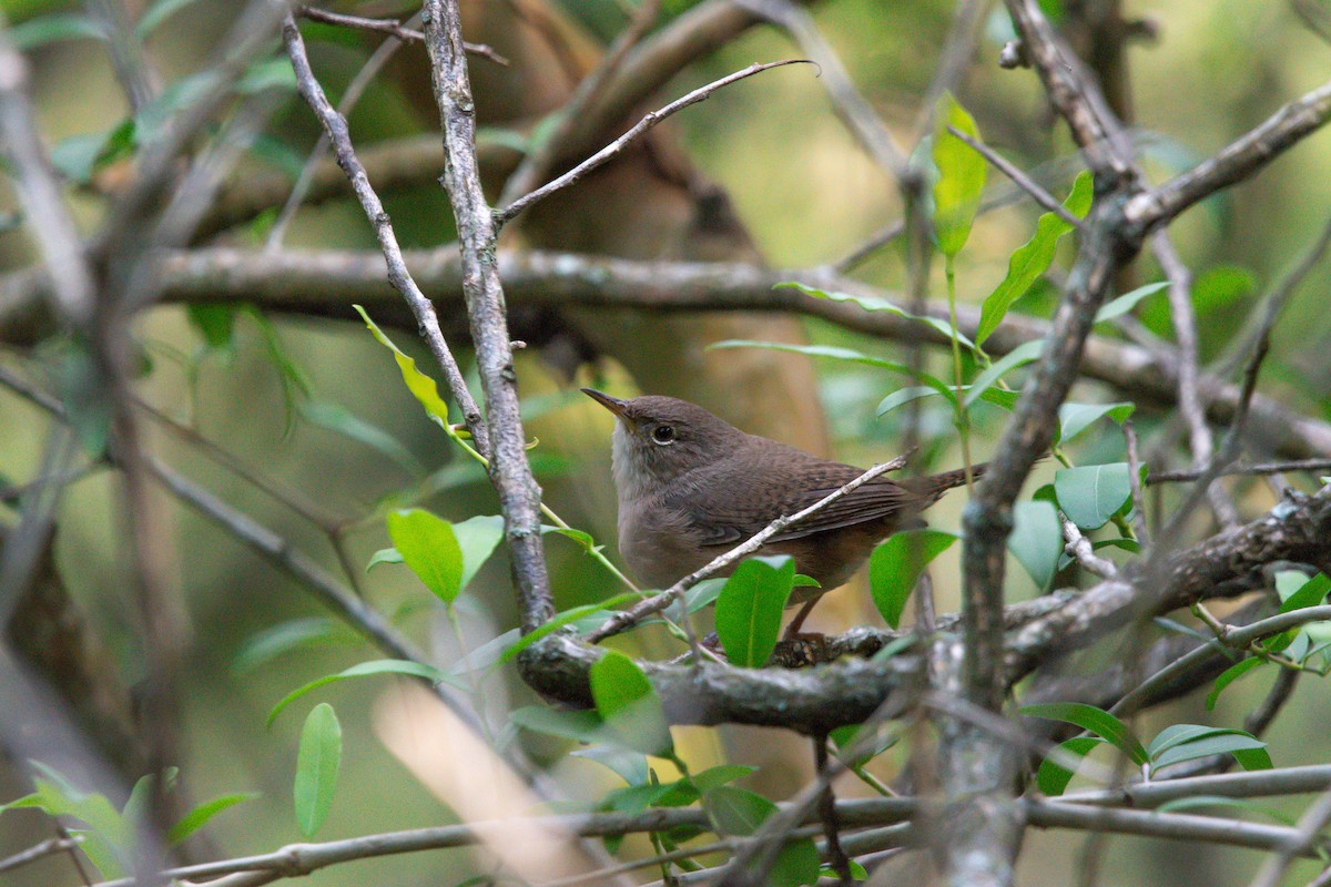 House Wren - ML610802856