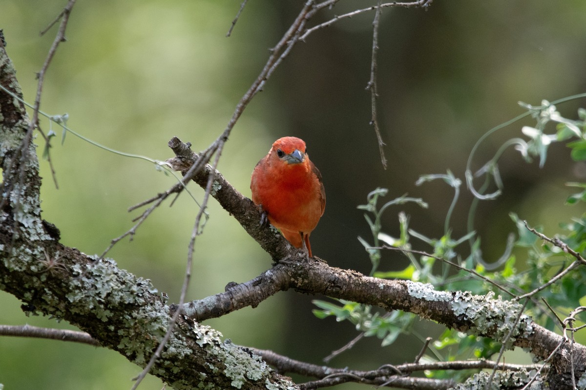 Hepatic Tanager - ML610802944
