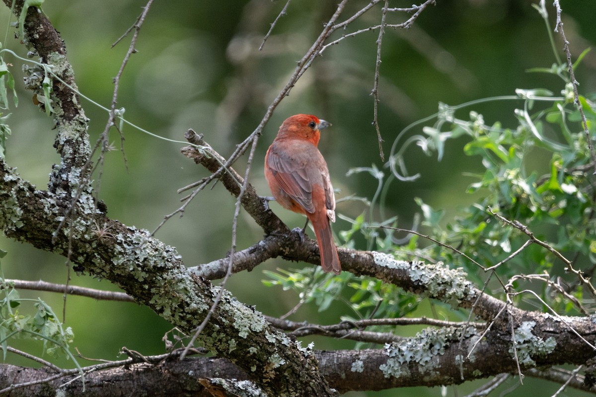 Hepatic Tanager - ML610802945