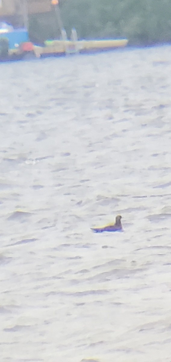 Parasitic Jaeger - Ian Baldock