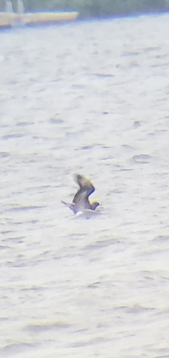 Parasitic Jaeger - Ian Baldock