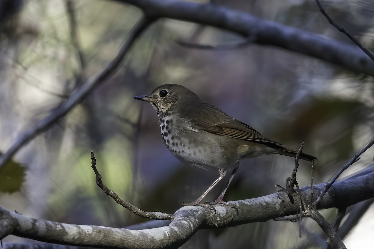 Hermit Thrush - ML610802985