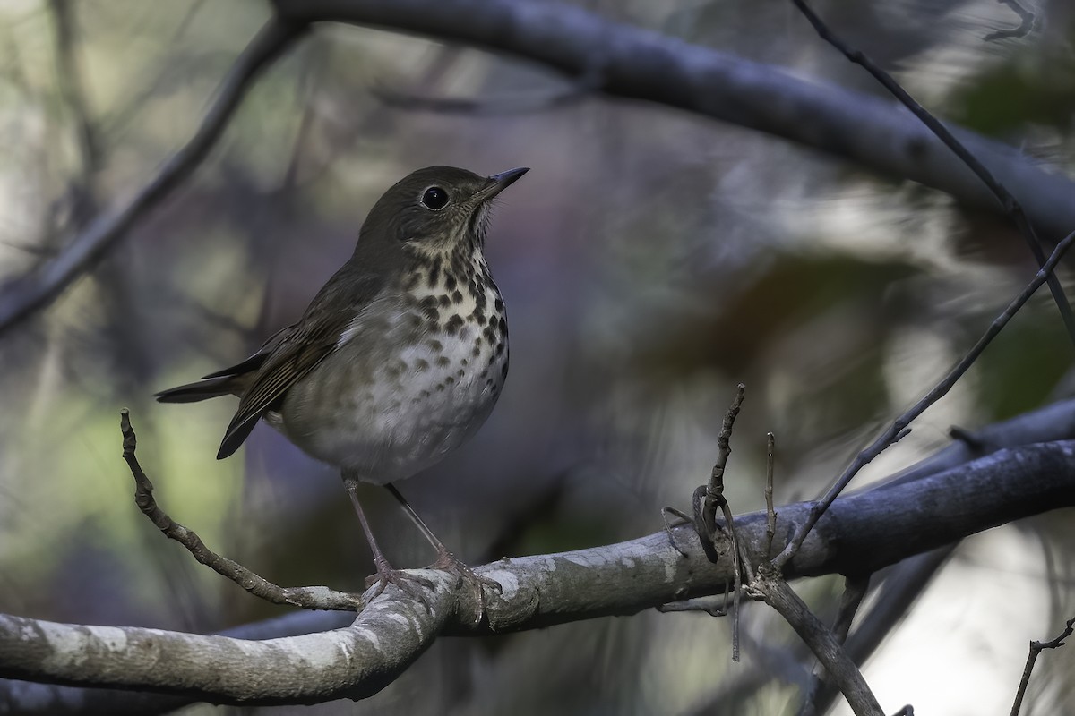 Hermit Thrush - ML610802986