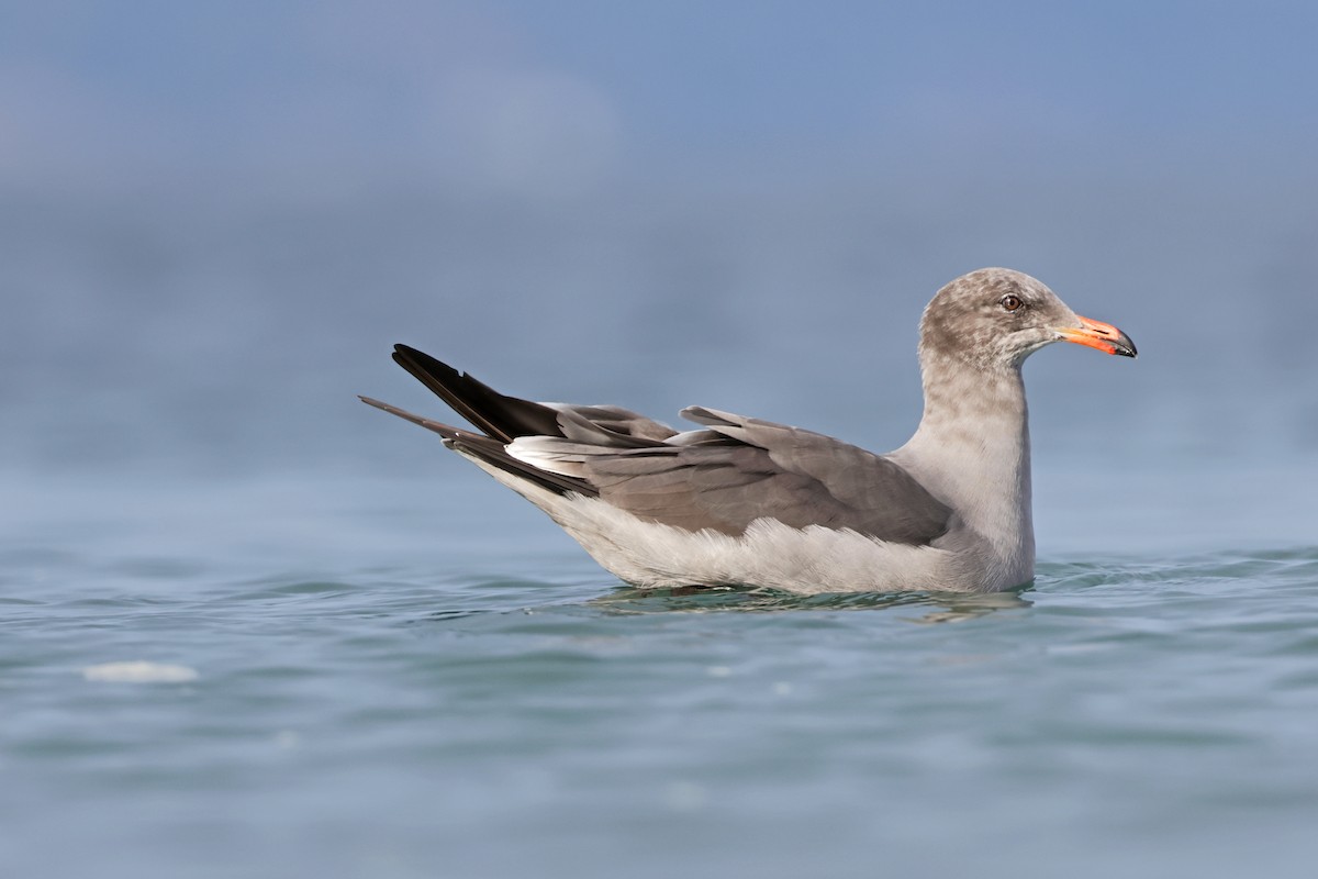 Gaviota Mexicana - ML610803005