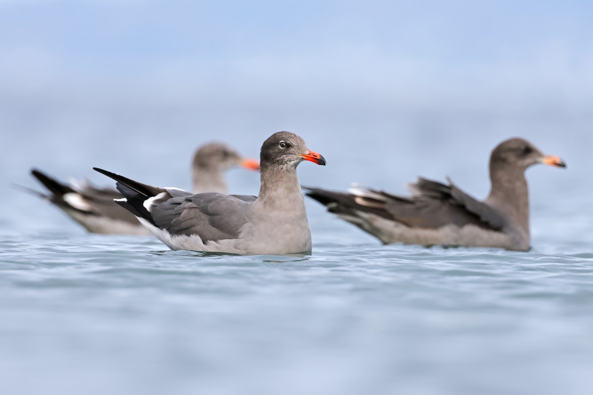 Gaviota Mexicana - ML610803030