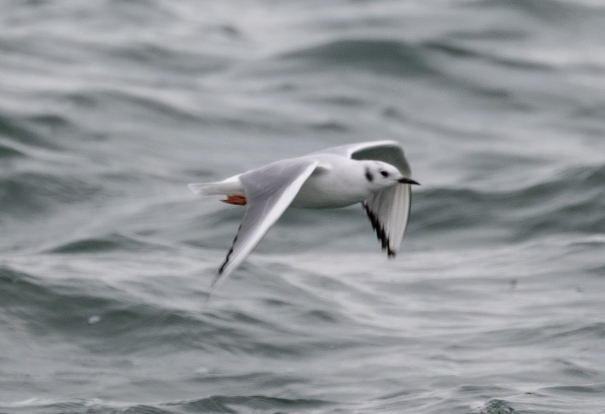 Bonaparte's Gull - ML610803032