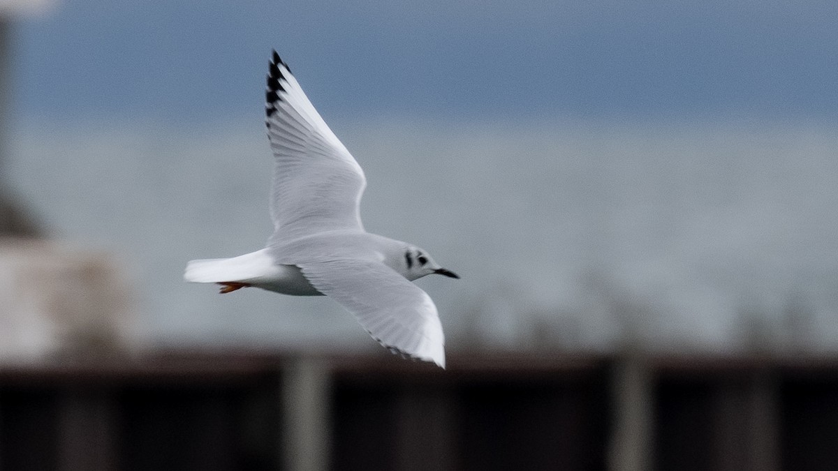 Bonaparte's Gull - ML610803040