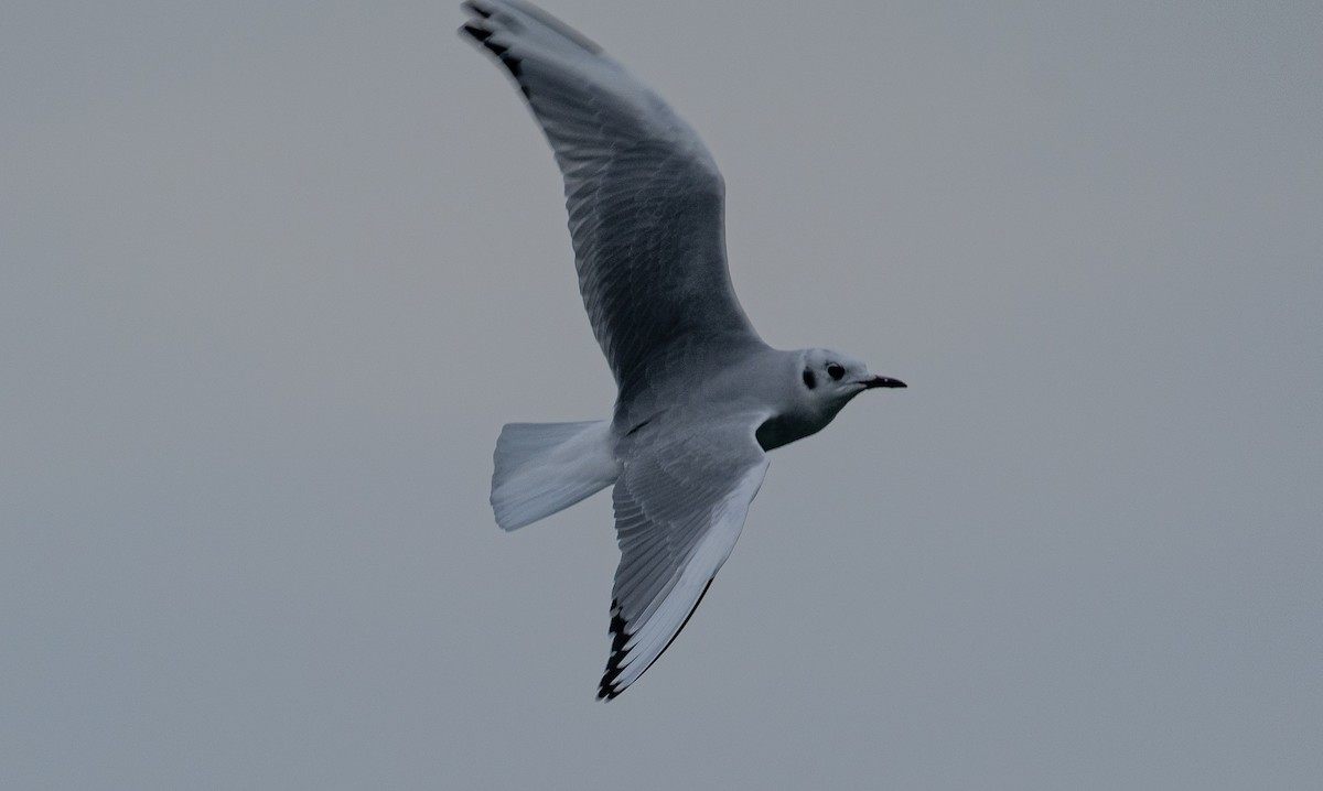 Bonaparte's Gull - ML610803047