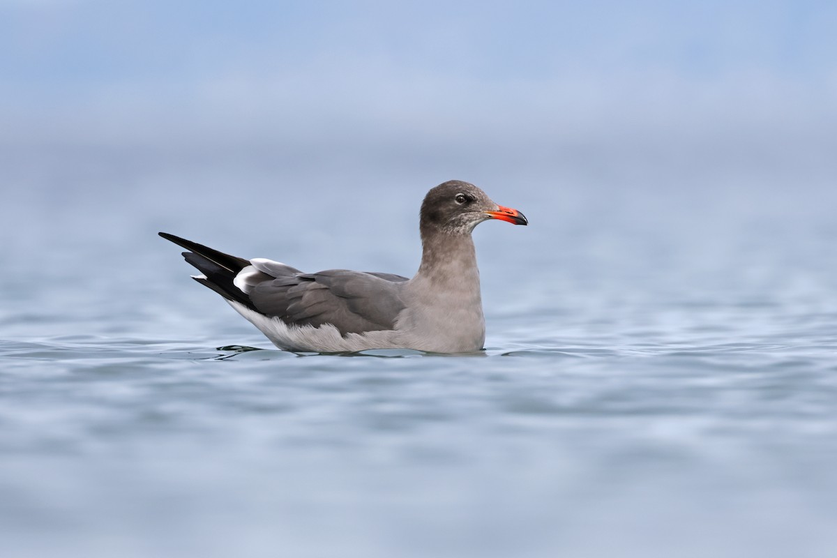 Gaviota Mexicana - ML610803049