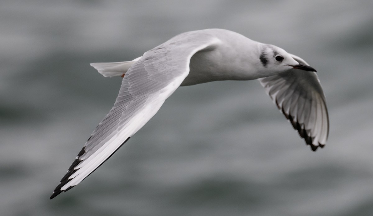 Bonaparte's Gull - ML610803056