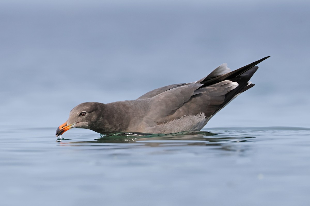 Gaviota Mexicana - ML610803076