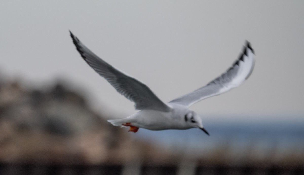 Bonaparte's Gull - ML610803077