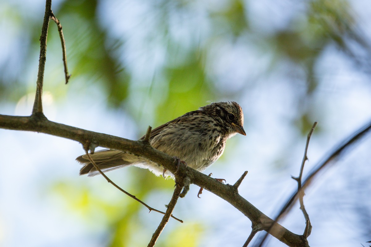 Rufous-collared Sparrow - ML610803084