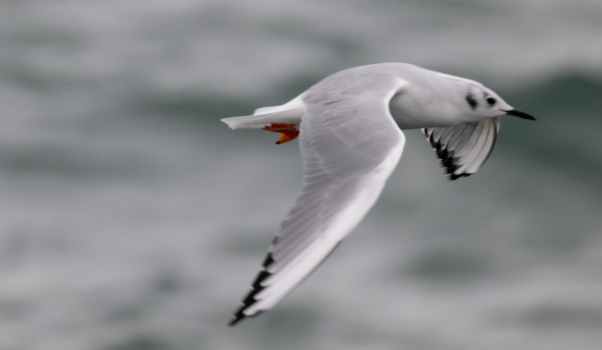 Bonaparte's Gull - ML610803103