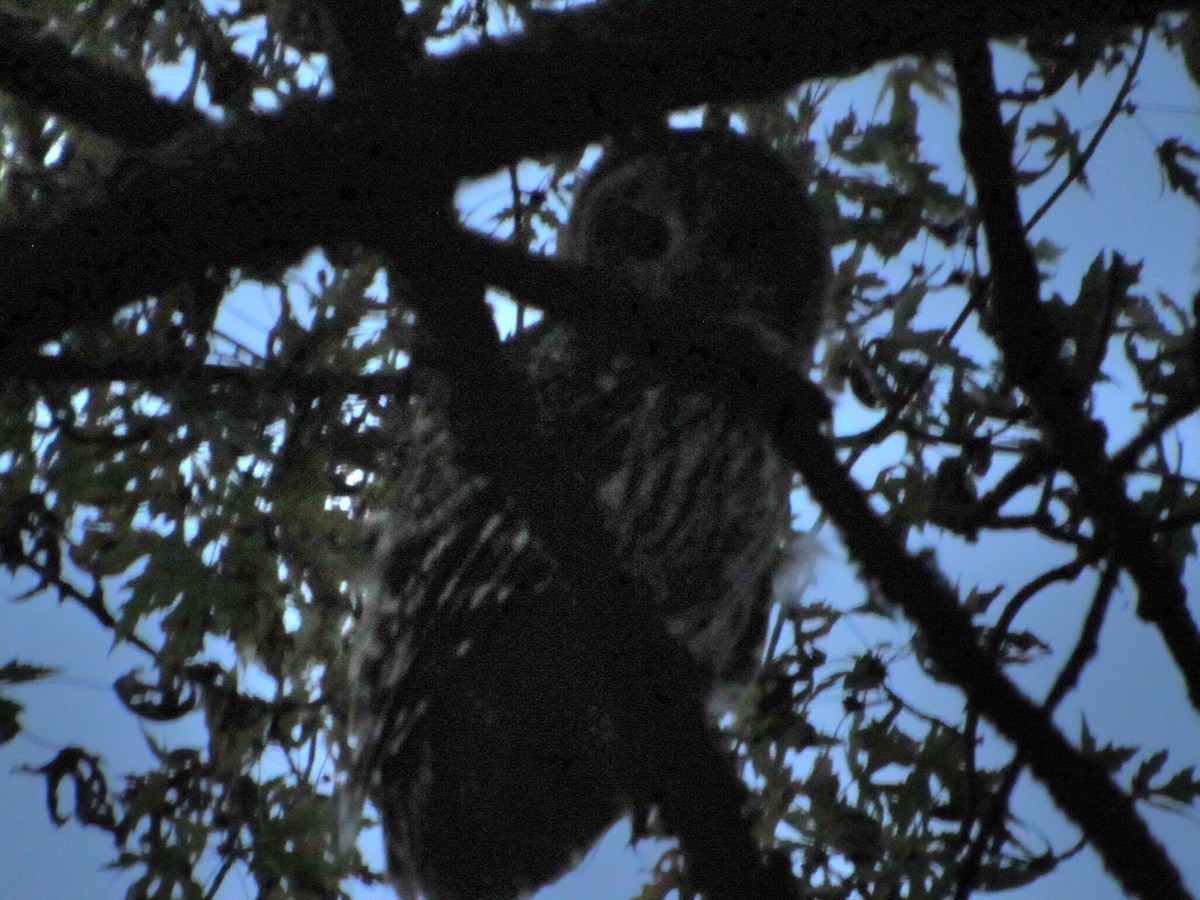 Barred Owl - ML610803118