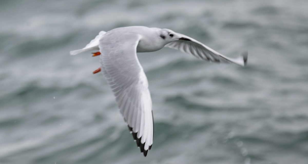 Bonaparte's Gull - ML610803121