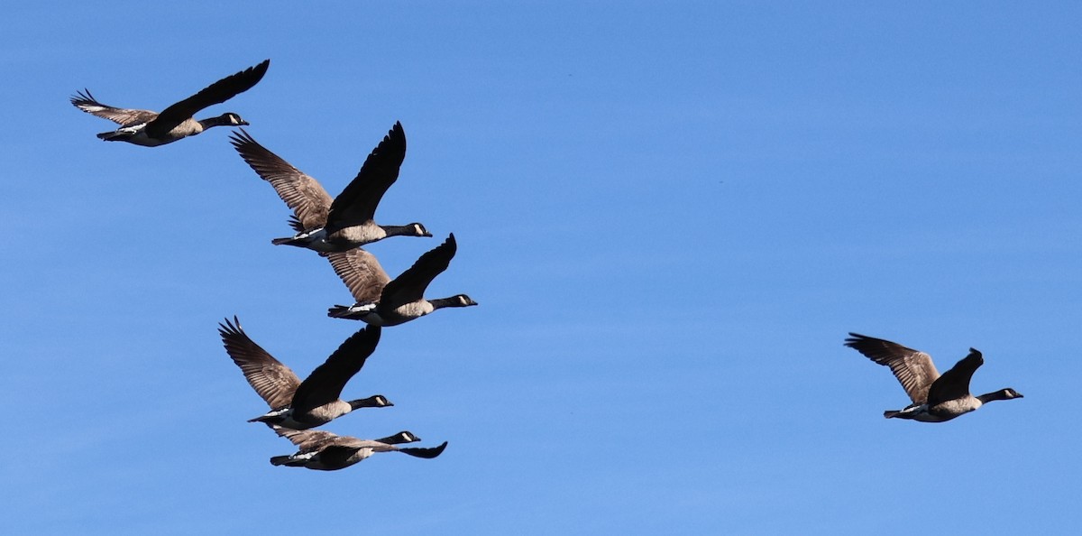 Canada Goose - Andrew Melnick