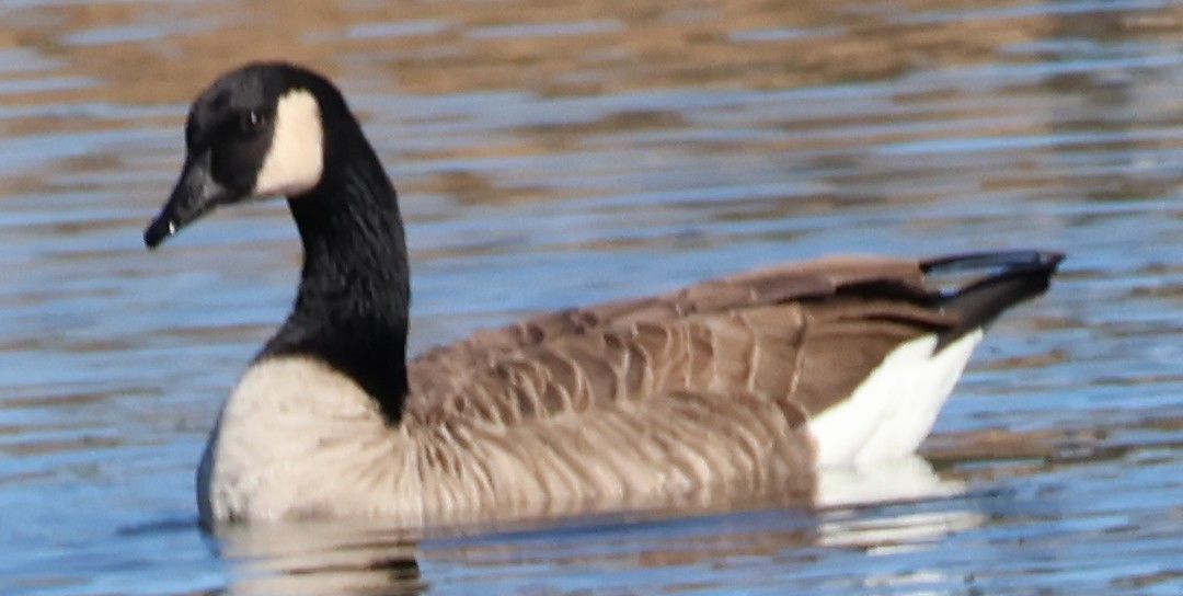 Canada Goose - ML610803162