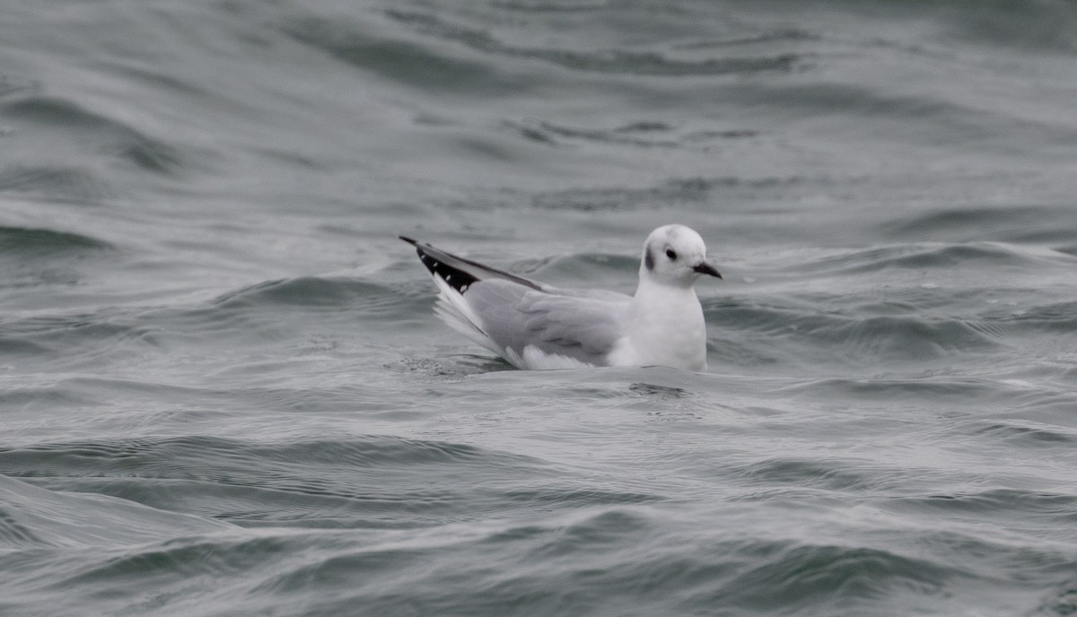 Bonaparte's Gull - ML610803172