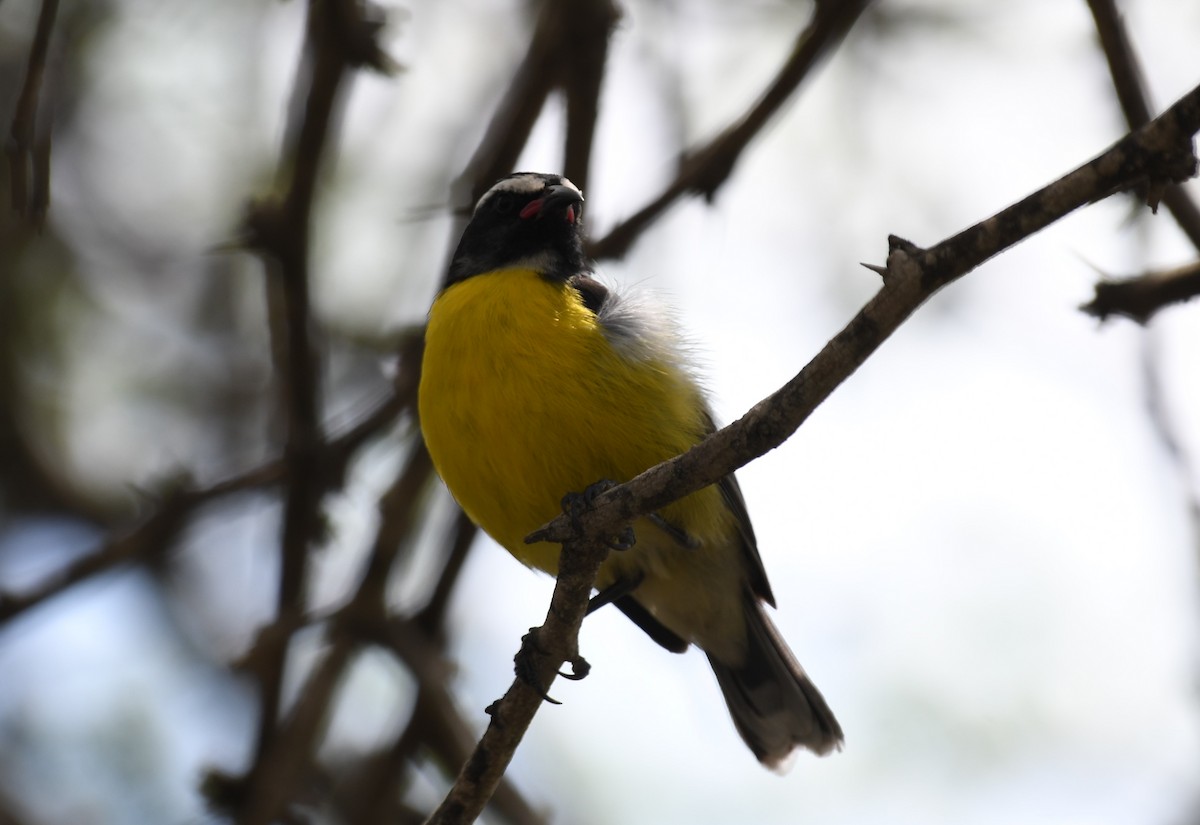 Sucrier à ventre jaune - ML610803176