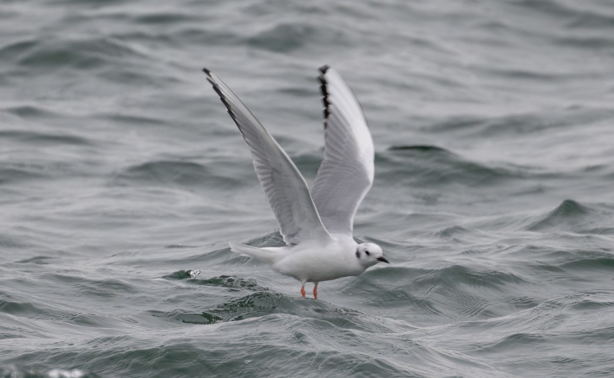 Bonaparte's Gull - ML610803189