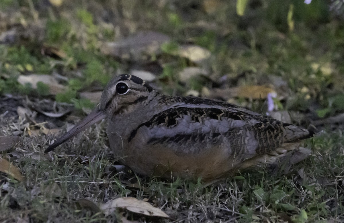 American Woodcock - ML610803209