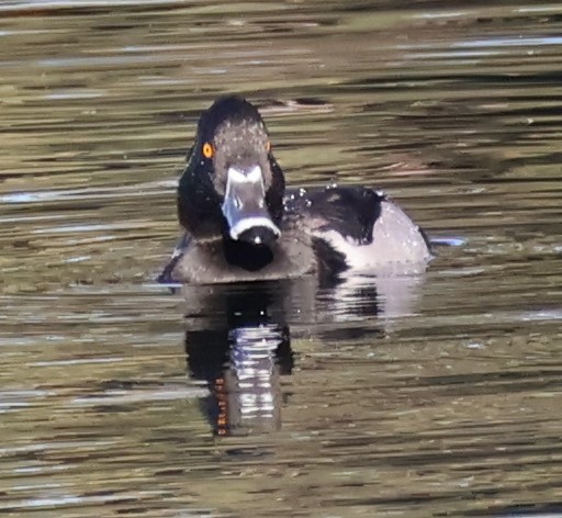 Ring-necked Duck - ML610803343