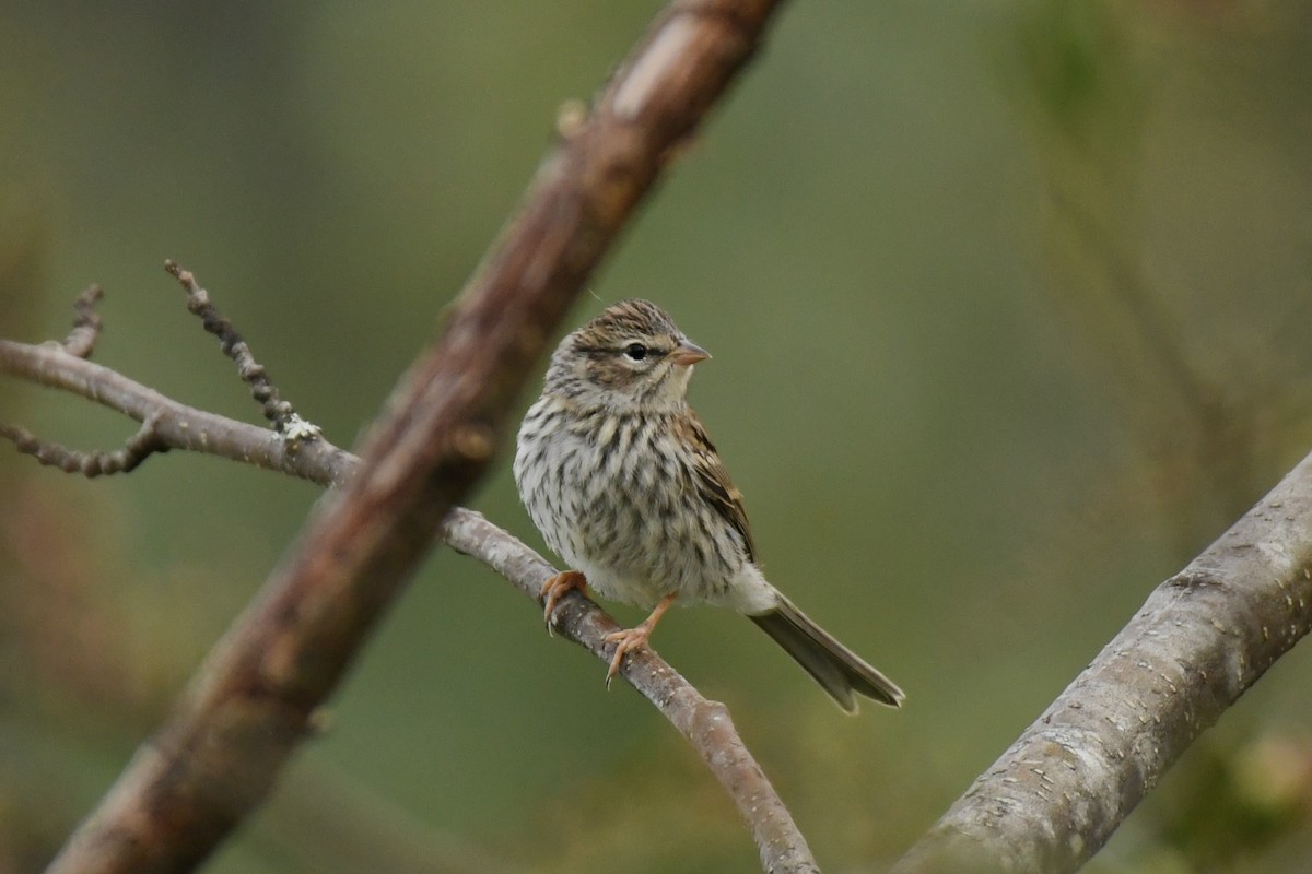 Chipping Sparrow - ML610803372