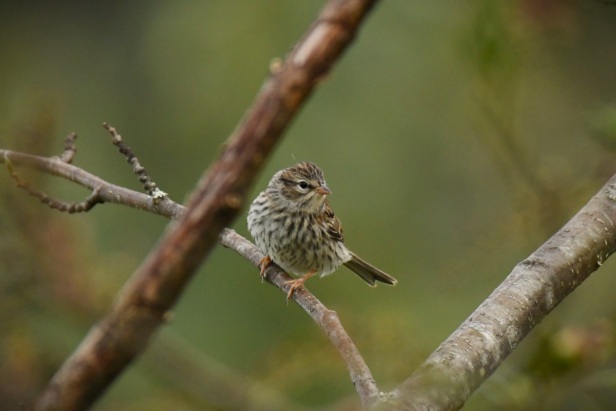 Chipping Sparrow - ML610803373