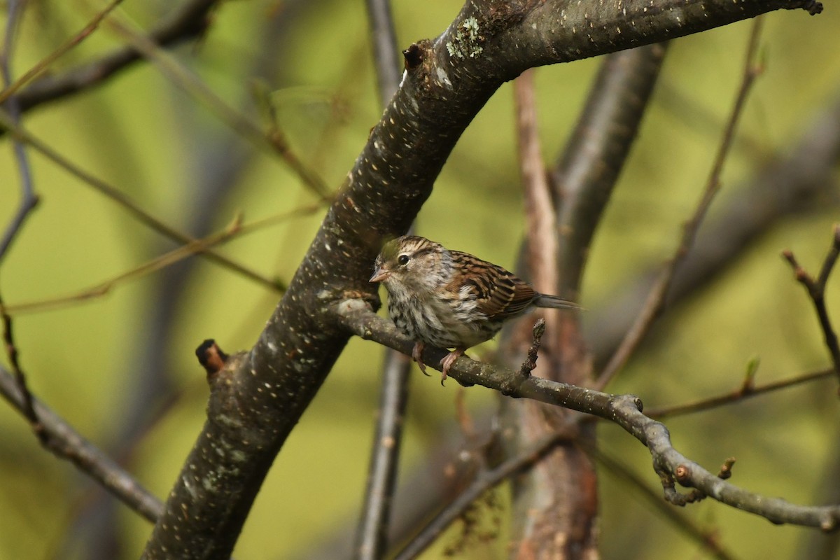 Chipping Sparrow - Kelly Kirkpatrick