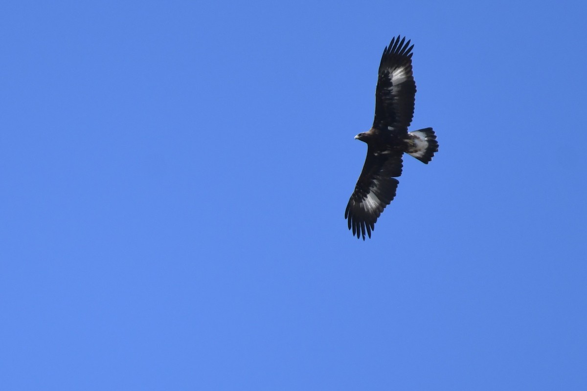 Golden Eagle - ML610803410