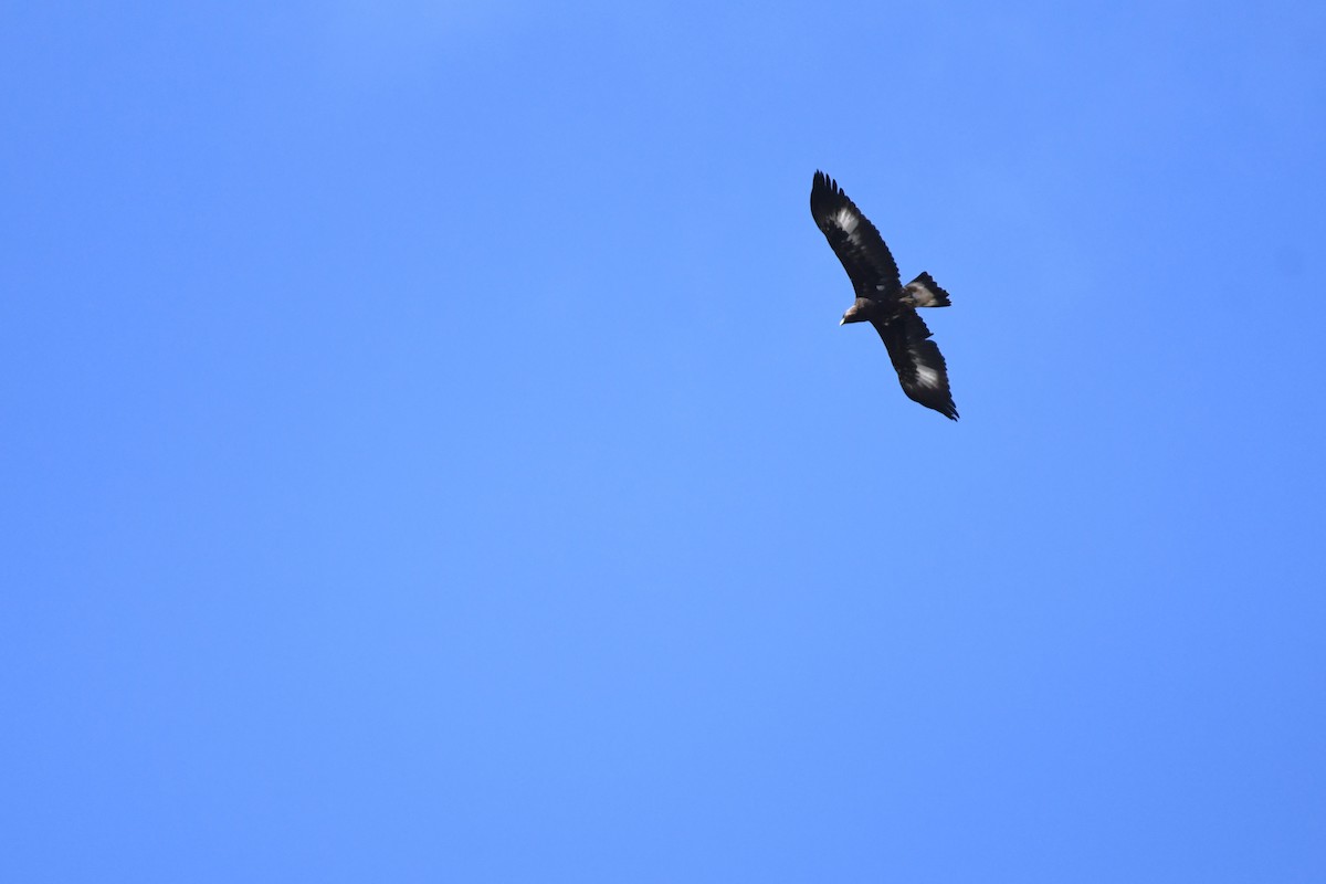 Golden Eagle - Bill Eisele