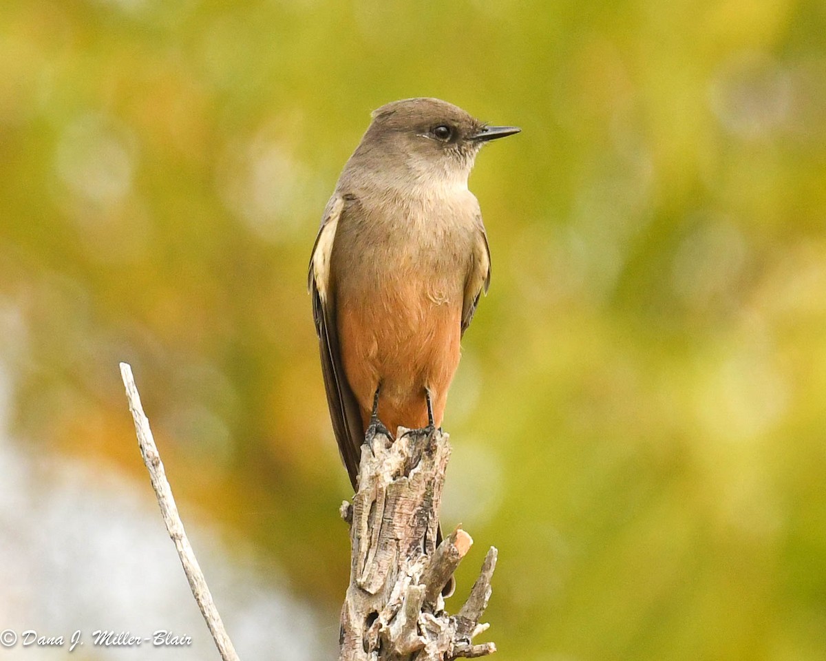 Mosquero Llanero - ML610803564