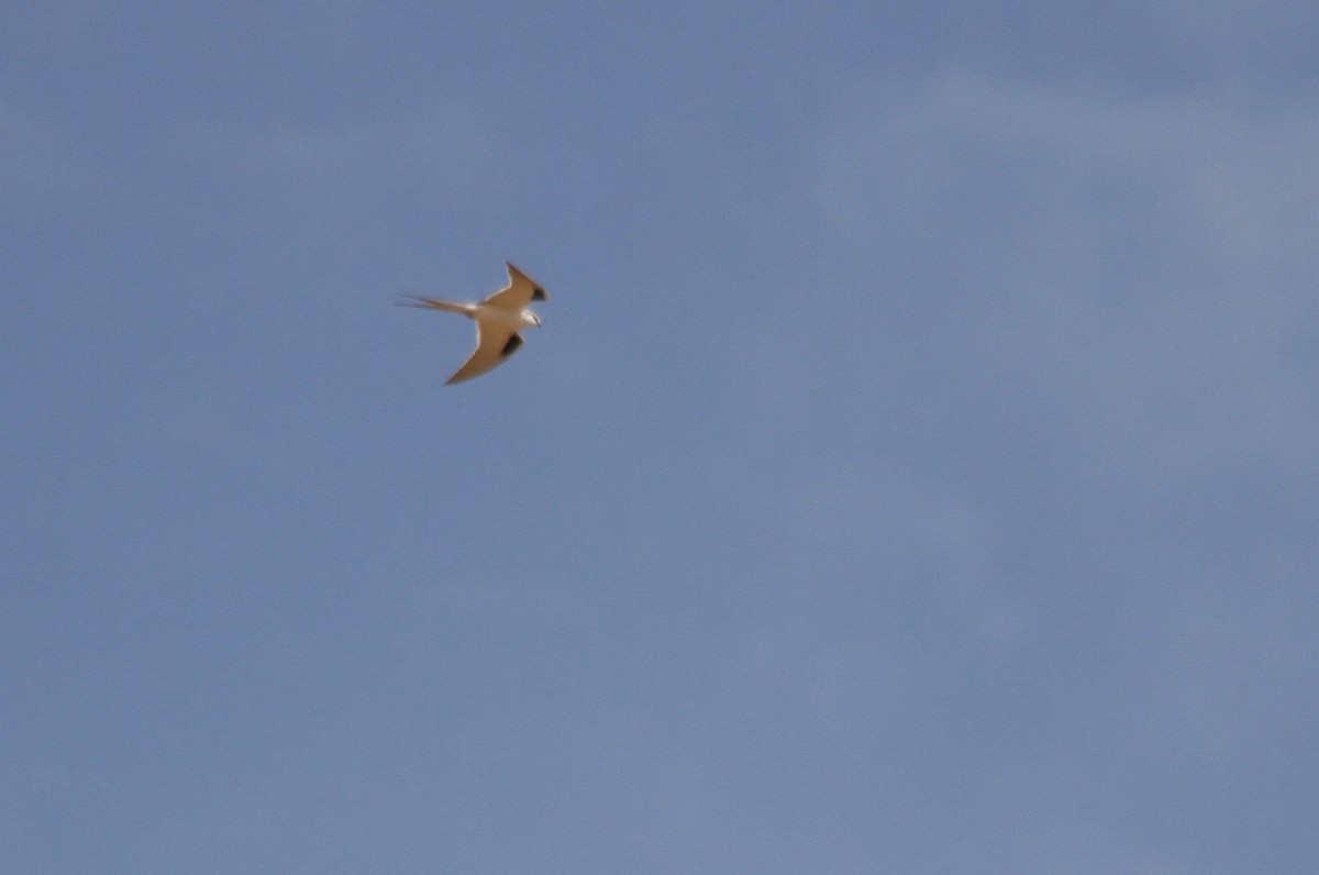 Scissor-tailed Kite - ML610803638