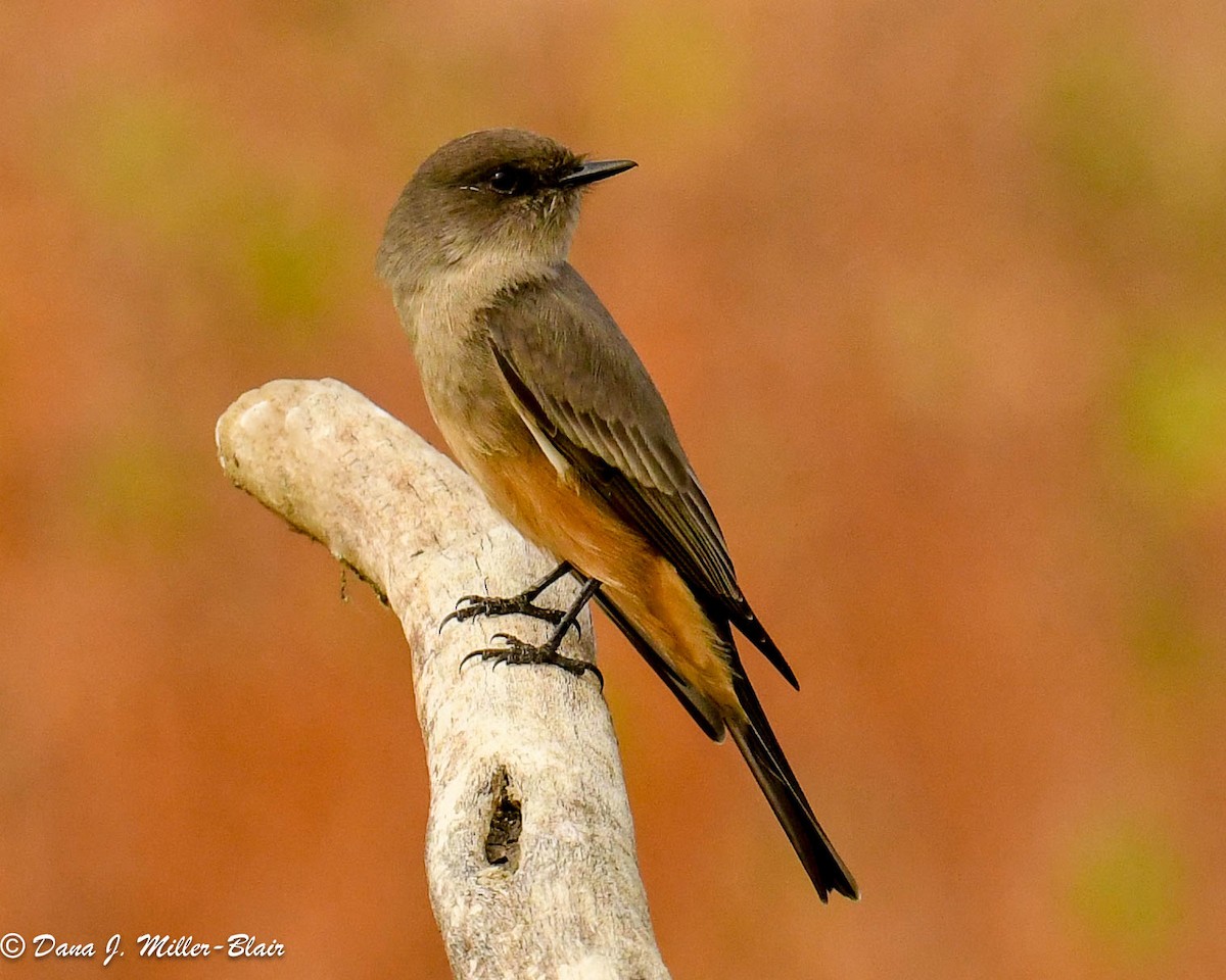 Mosquero Llanero - ML610803647