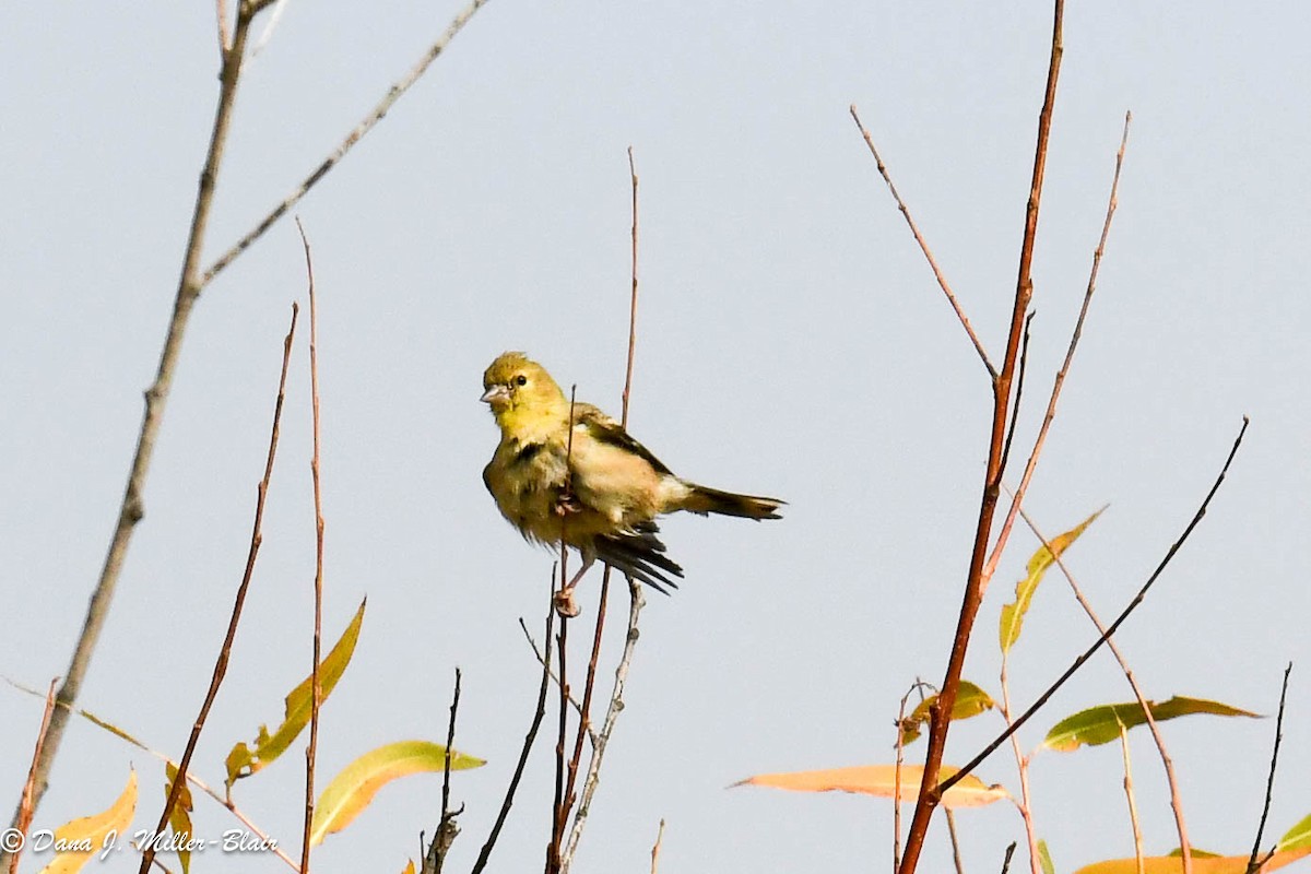 American Goldfinch - ML610803682