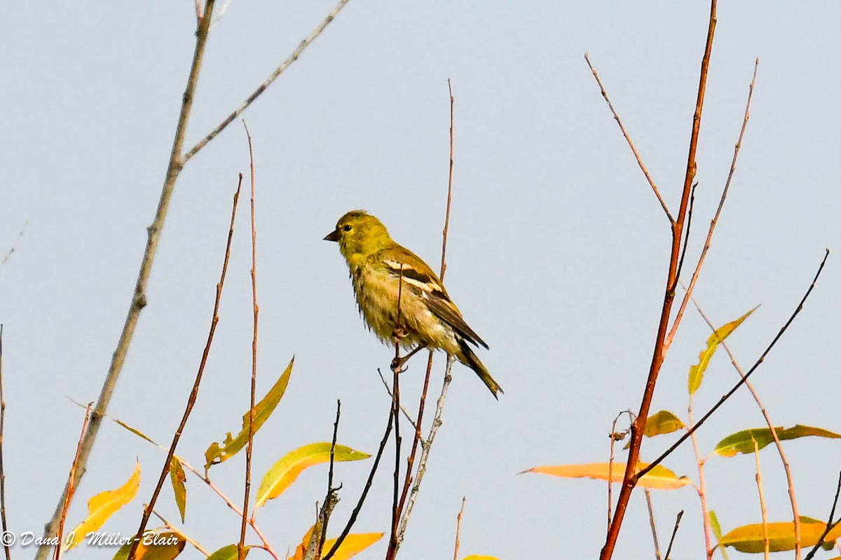 American Goldfinch - ML610803684