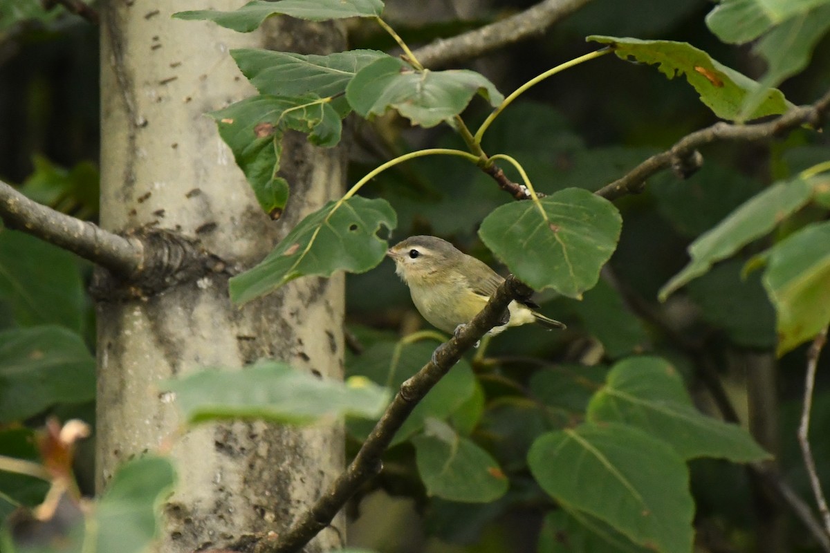 Warbling Vireo - ML610803688