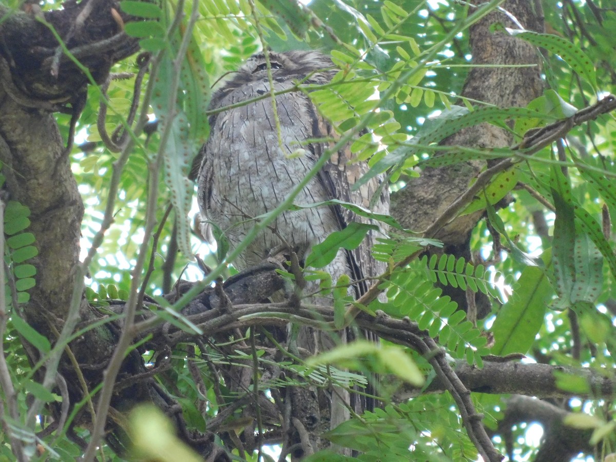 Northern Potoo - ML610803758