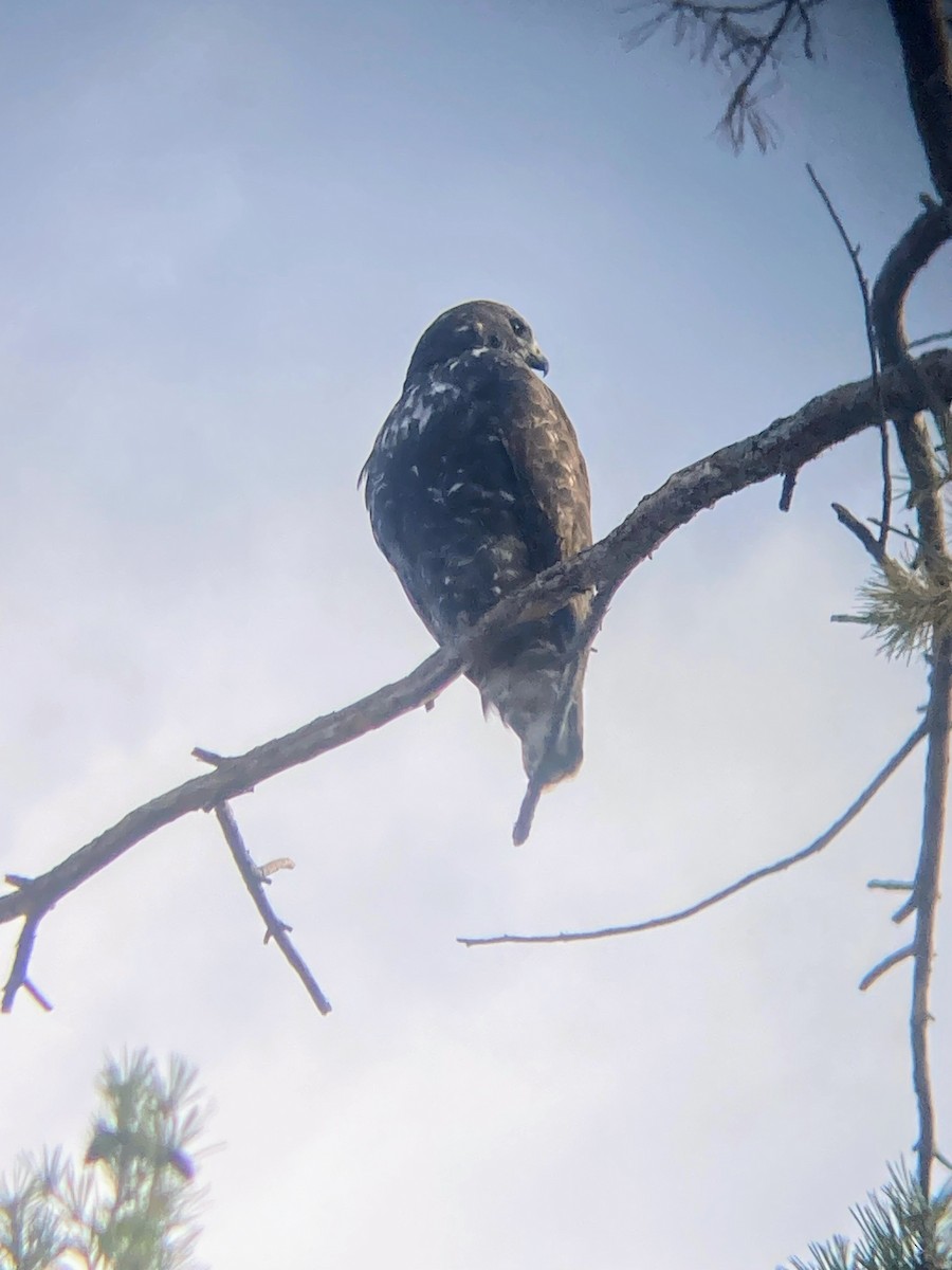 Red-tailed Hawk (Harlan's) - Sarah Leavesley