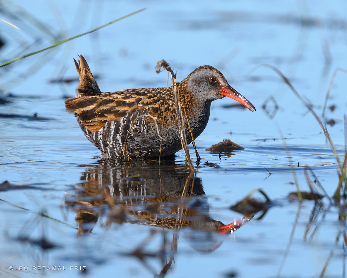 Austral Rail - Leonardo Retamal Friz